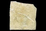 Archimedes Screw Bryozoan Fossil - Alabama #178219-1